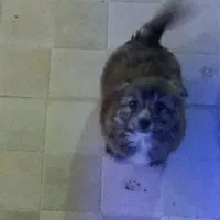 توله مالتی پو