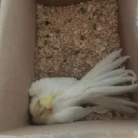 طوطی آواز خوان