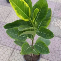 حراج گیاه|گل و گیاه طبیعی|آبادان, |دیوار