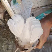 کفتر زرد دم سفید|پرنده|تربت جام, جامی|دیوار