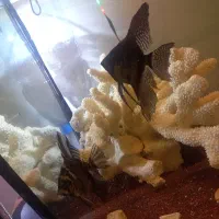 جفت انجل بلک سوپر باله