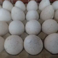 تخم|حیوانات مزرعه|خاش, |دیوار