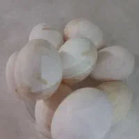 ۹ تا تخم نطفه دار مرغ سبرایت|حیوانات مزرعه|کاشان, فاز ۲ ناجی آباد|دیوار