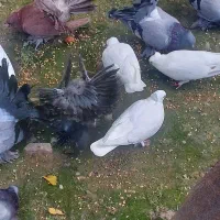 معاوصه سفید مهر کاکلی دمچتری گردن لرزون|پرنده|کردکوی, |دیوار