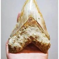 فسیل دندان کوسه مگالادون ۱۳ اینچ اصلی موزه ای