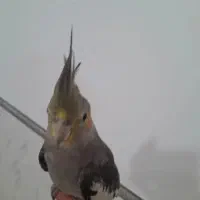عروس هلندی نر‌..|پرنده|شیراز, گل سرخ|دیوار