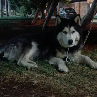 هاسکی|سگ|برخوار, |دیوار