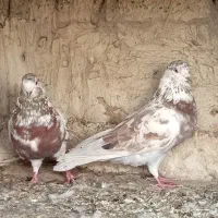 کبوتر پرشی و زاغ یک اتم گرگی