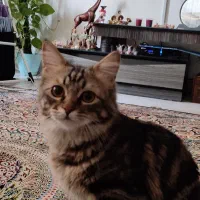 واگذاری گربه