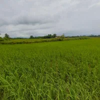 فروش۵هزارمتر/زمین شالیزارکشاورزی/سنتی/اطراف شفت