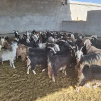 گوسفند|حیوانات مزرعه|مرودشت, دولت آباد|دیوار