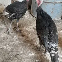 سه عددبوقلمون ۷ماهه آمریکایی ویک عددخروس گلین