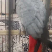 کاسکو سخن گو|پرنده|تهران, دریاچه شهدای خلیج فارس|دیوار