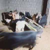 بز وکهره|حیوانات مزرعه|یاسوج, |دیوار