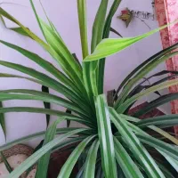 گل بزرگ|گل و گیاه طبیعی|کازرون, |دیوار