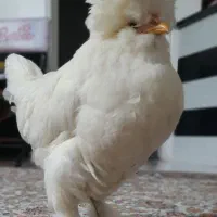سلطان تخم گذار