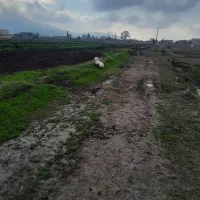 سگ پاکوتا گم شده