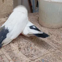 کبوتر نوک قنار دم سیاه سو قدیم