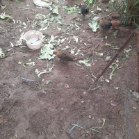 مرع.خروس.نیمچه|حیوانات مزرعه|اهواز, کیانپارس |دیوار