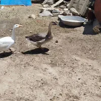 دو عدد غاز ماده قیمت توافقی