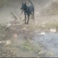 جهت سرپرستی سگ|سگ|دورود, |دیوار