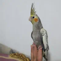 عروس هلندی فول دستی|پرنده|زاهدان, |دیوار