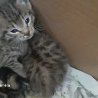 واگزاری بچه گربه رایگان