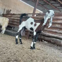 بندر‌ماهشهر