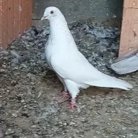 کبوتر سفید نر پرشی|پرنده|گمیشان, |دیوار