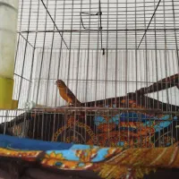 پرنده قناری|پرنده|نیریز, |دیوار