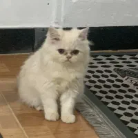 توله پرشین اصل ماده