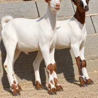 دوتا.کهره نر چینی اصل