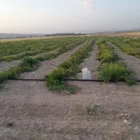 اجاره زمین کشاورزی منطقه خوش آب و هوا|اجارهٔ دفتر صنعتی، کشاورزی، تجاری|بندرعباس, |دیوار