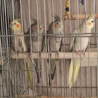 جوجه عروس هلندی