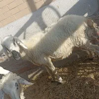 بره.میش. برای کشتن ونگهداری