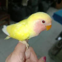 جوجه طوطی برزیلی در رنگهای مختلف