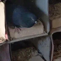 کبوتر چشم نوک