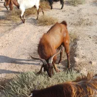 پازن|حیوانات مزرعه|بندر گناوه, |دیوار