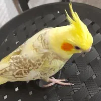 عروس هلندی نر گلباقالی مرواریدی|پرنده|شاهدشهر, |دیوار