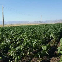 زمین کشاورزی|فروش دفتر صنعتی، کشاورزی، تجاری|روانسر, |دیوار