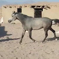 اسب نریان عرب کرد