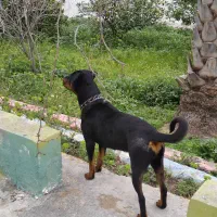 سگ روتوایلر اصیل|سگ|کازرون, |دیوار