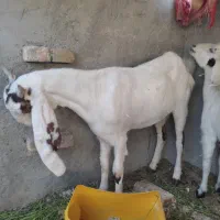 گتاچ کاموری نسل بالا