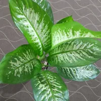 تعدادی گل دیفن باخیا وفیکوس و یشم|گل و گیاه طبیعی|ساوه, |دیوار