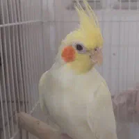 عروس هلندی نر و ماده
