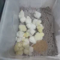 جوجه برهما لایت