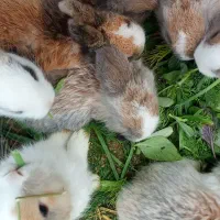 فروش خرگوش بامزه