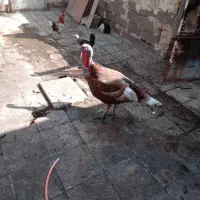 بوقلمون نر ویک خروس گلین عروس هلندی لوتینو