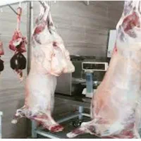 قصابی زنده گوسفند یا کاور ،گوشت سرابقامیش