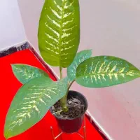 گل و گیاه اپارتمانی مقاوم دیفن باخیا پتوس